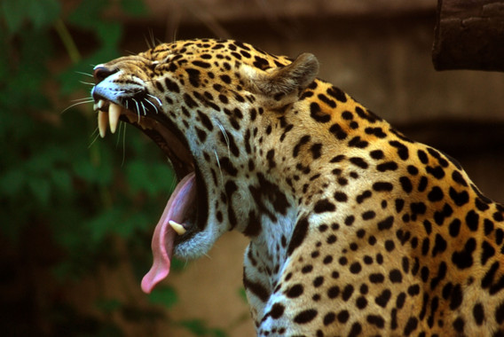 La restauración de la conectividad ecológica entre poblaciones a escalas relativamente grandes debería ser una prioridad esencial para la conservación del jaguar / Wikipedia 