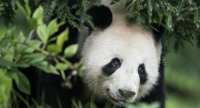 Tian Tian, el panda gigante del Zoológico Nacional Smithsoniano de Washington DC. (Brendan Smialowski/AFP/Getty Images)