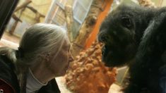 La experta en primates Jane Goodall opina sobre la muerte del gorila Harambe en el zoológico de Cincinnati