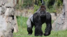 Zoológico de Cincinnati cerró su Twitter por comentarios sobre muerte del gorila Harambe