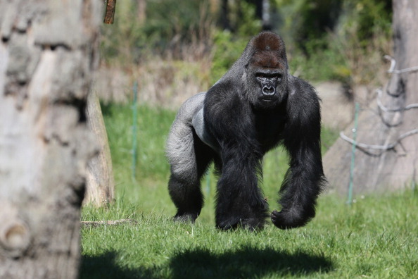 El gorila Harambe tenía 17 años. Era un macho de lomo plateado, especie en peligro de extinción. (Foto: Oli Scarff/Getty Images)