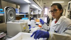 Iniciarán pruebas humanas de vacuna contra Zika