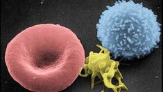 Sistema inmunológico humano: descubren poder de células MAIT contra los virus