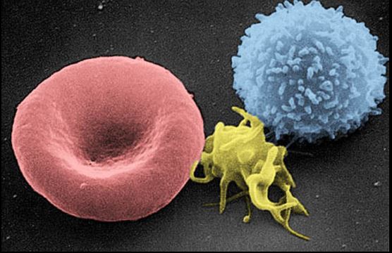 De izquierda a derecha: un Eritricito Trombocito y una célula T (Leucocito). (Electron Microscopy Facility at The National Cancer Institute at Frederick (NCI-Frederick/Wikimedia Commons)