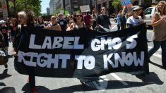 Transgénicos: Nueva ley de etiquetado en Estados Unidos solo incluye algunos OMG