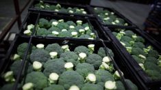 Las microcápsulas de brócoli aumentan sus propiedades saludables