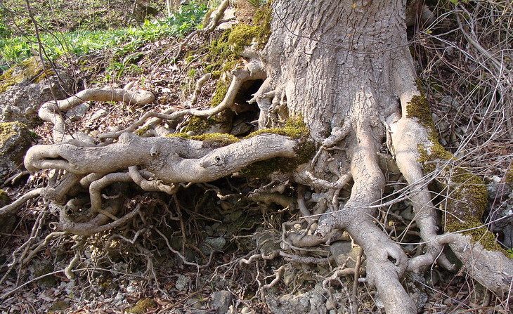 Las raíces buscan cómo nutrir las plantas y árboles. (Michael Hoelzl - Wikimedia Commons)