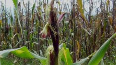 Alertan peligrosa mezcla del teosinte con maíz transgénico en España