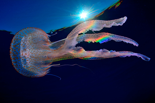 Medusas, cada vez más cerca, Pelagia noctiluca (foto Marc Casanovas / Getty Images)
