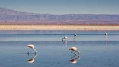 Sobreexplotación de agua pone en riesgo Salar de Atacama