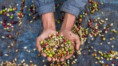 El Cambio Climático pone en riesgo la producción mundial de café