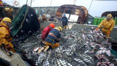 Alertan sobre impactos ambientales irreversibles por instalación de puerto pesquero chino en Uruguay