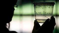 Alentador éxito de tres vacunas del Zika en monos