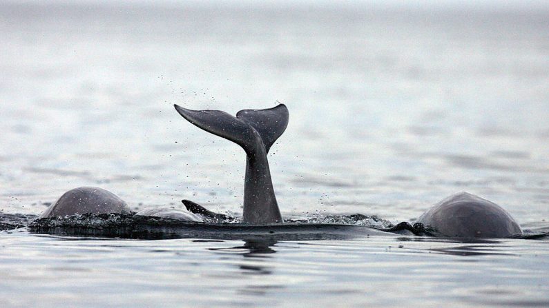 La ballena boreal puede vivir más de 200 años. (DMITRY KOSTYUKOV / AFP / Getty Images)