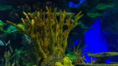 Los corales podrían desaparecer para el 2050 (Video)