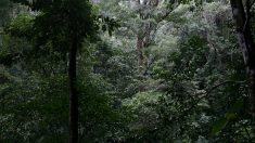Analizan el cambio de uso del suelo de Costa Rica para luchar contra la deforestación