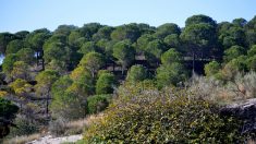 Predicen los efectos del cambio climático en los pinos mediterráneos de España
