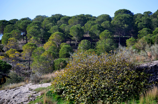 Predicen los efectos del cambio climático en los pinos mediterráneos de España (foto  Blanchi Costela/Getty Images)