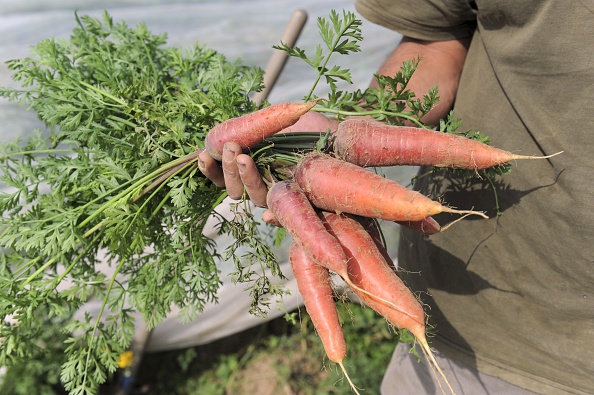 Gwenole Le Roy, agricultora orgánica francesa cultiva en la granja de su hogar zanahorias orgánicas en Plouescat, Francia, 9 de septiembre, 2014. (Fred Tanneau/AFP/Getty Images)