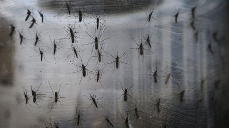 Las autoridades advierten del aumento de casos de dengue transmitido por mosquitos en California