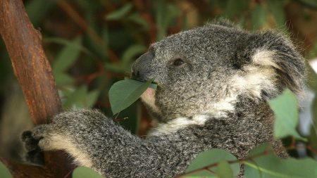 Extinción de eucaliptus provocaría consecuencias severas en el medioambiente