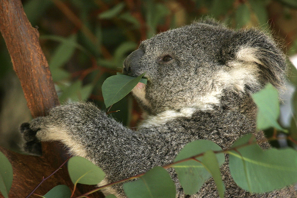 Un koala comiendo hojas de eucaliptus. (David McNew/Getty Images)