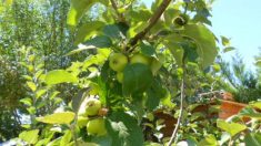 Las plantas saben responder a la sequía y a los cambios de clima