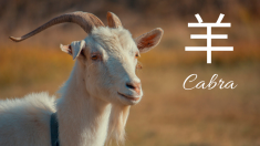 Aprendiendo chino: Yáng 羊, el caracter para cabra que trae nutrición, buena suerte y paz