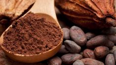 Propiedades y beneficios del cacao para el organismo