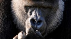 SOS para 4 especies de gorilas en peligro de extinción