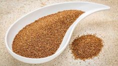 Teff, un pequeño cereal con grandes propiedades