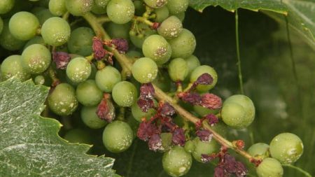 Simples fungicidas orgánicos para el jardín