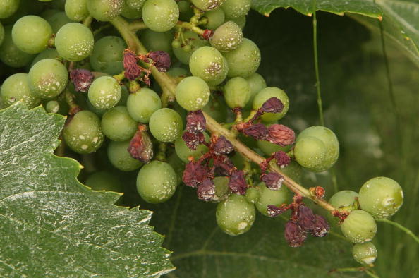 En forma inesperada, el polvo de moho infectó estas uvas. Minerales naturales mezclados y aplicados correctamente, son fungicidas orgánicos para sus plantas y también están aprobados para la jardinería. (Foto: Sean Gallup/Getty Images)
