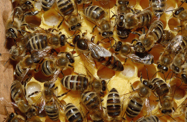 Las propiedades antibacterianas de la miel tienen su origen en sus características inherentes y en una diversa gama de componentes derivados tanto de las plantas productoras de néctar como de las propias abejas. . Wikimedia