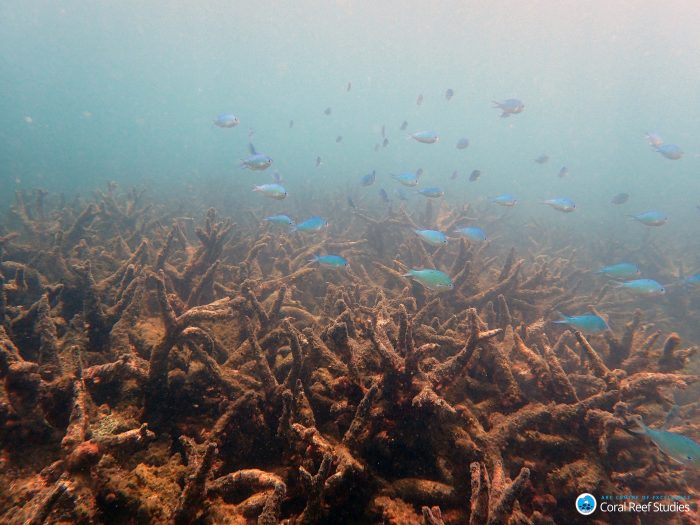 Arrecifes de Coral muertos en la zoa norte de la Gran Barrera de Coral de Australia ( ARC Universidad James Cook)