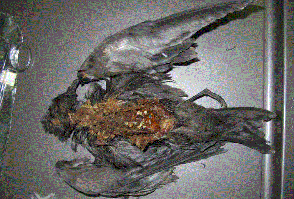 Muchas aves marinas confunden pequeñas partículas de plástico con alimentos, y los efectos pueden ser fatales. Vientre de una ave muerta por comer plásticos. (Sarah Youngren / UC Davis)