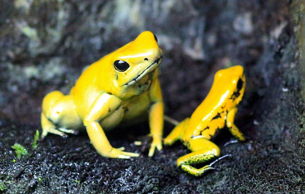 Los Anfibios Con Defensas Venenosas Tienen Mayor Riesgo De Extinci N Hot Sex Picture 4126