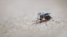 OMS declara fin de la emergencia por virus del Zika