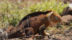 Las iguanas se alían con las plantas de las Galápagos