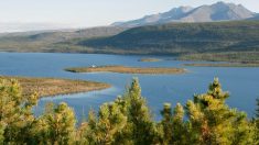 El cambio climático afecta a bosques boreales tan diferentes como los de Europa y Canadá