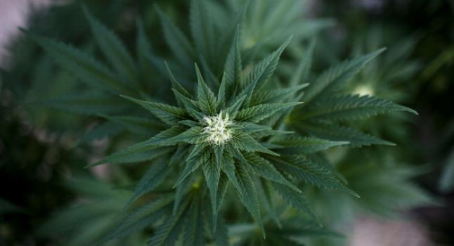 Planta de marihuana. (Uriel Sinai/Getty Images)