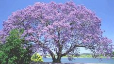 Kiri: el árbol emperatriz que crece hasta en suelos infértiles