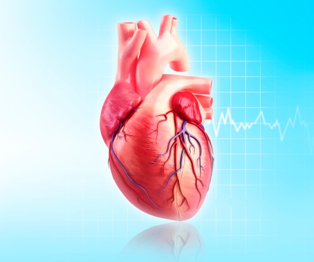 Ilustración del corazón humano. (Foto:  Science Photo Library - PIXOLOGICSTUDIO) / Getty Images)