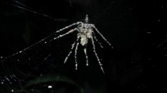 Arañas peruanas construyen “clones” gigantes de sí mismas para defenderse