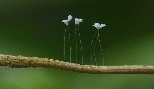 Las diminutas flores blancas de Udumbara se suspenden sobre los delicados tallos los cuales son más finos que un cabello humano. (Crédito: Getty Images)
