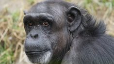 En una guerra, los chimpancés producen la misma hormona que activa la xenofobia