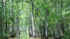 La trampa de carbono más grande del mundo