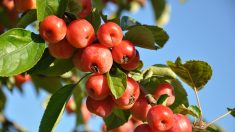 Cómo cuidar de los frutales en invierno (Video)