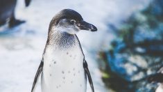 La trampa ecológica que amenaza la supervivencia de los pingüinos