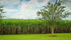 Cómo aprovechar las tierras salinas para producir biomasa sostenible